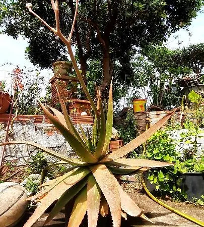 Homestay Sycylia - Approdo Sull'Etna