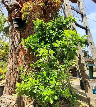 Homestay Sycylia - Approdo Sull'Etna Aci Catena