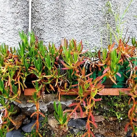 Homestay Sycylia - Approdo Sull'Etna *