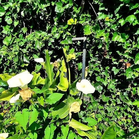 Sycylia - Approdo Sull'Etna Homestay