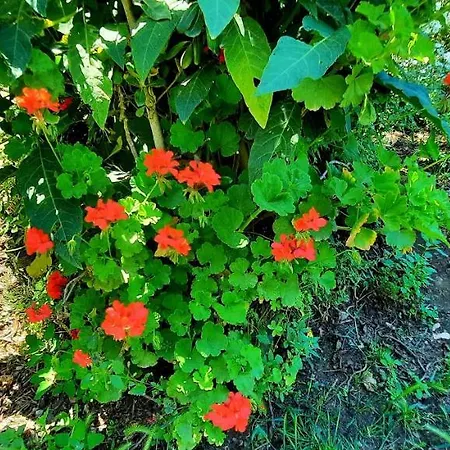 Sycylia - Approdo Sull'Etna Homestay